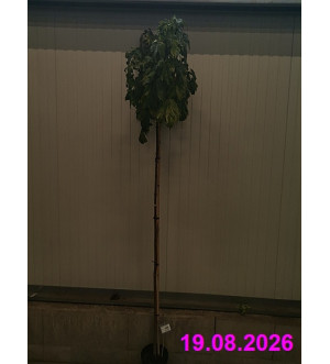 Acer pseudopl. 'Hermitage' C 5 L